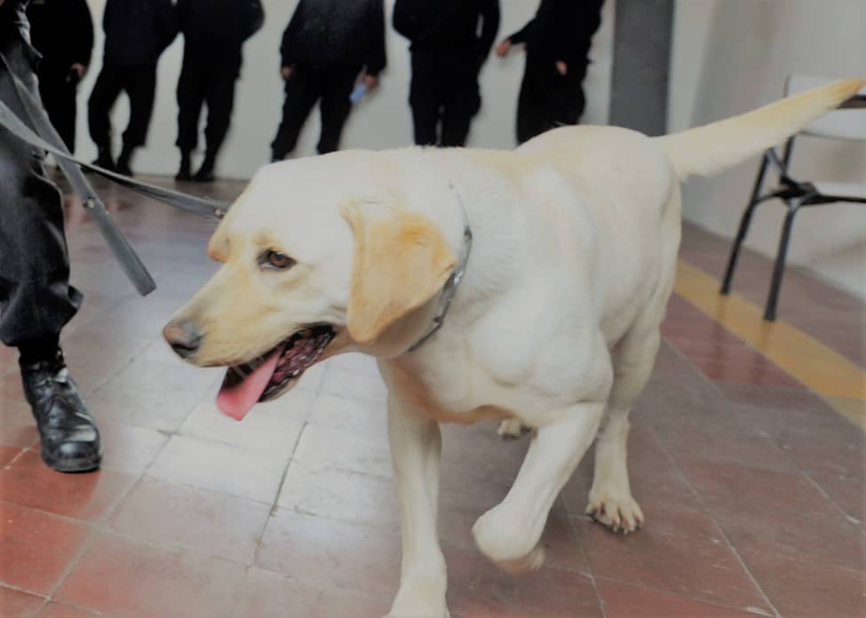 Dog Patrol - NSW Police Force - Image 1 | Dowson Turco